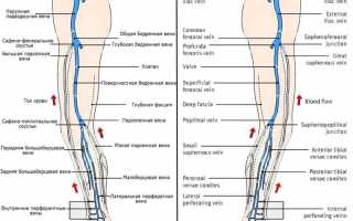 Вены нижних конечностей: функции, строение и заболевания сосудов ног
