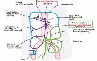 Брыжеечная артерия — строение и функции, патологии