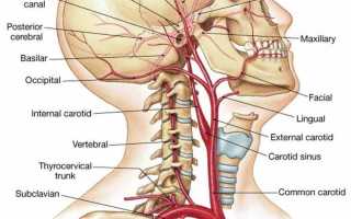 Артерии головы и шеи — строение, функции и распространенные патологии