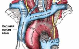 Верхняя полая вена: анатомия и функции сосуда, патологии